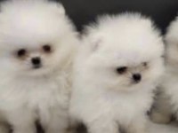 Pomeranian Boo Yavruları