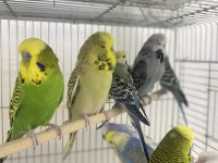Komple kümes kaçmaz fırsat kuşlar