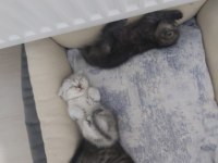 Scottish fold