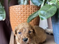 Tüm Türkiyeye Safkan Toy Poodle Yavru