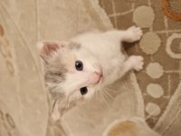 2 Haftalık Karma British Longhair