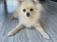 Pomeranian Boo 5 Aylık