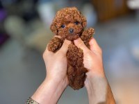 Toy garantili poodle bebekler