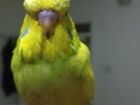 Yavrulu Şov Jumbo Muhabbet Kuşu