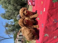 MİNYATÜR POODLE KÖPEKLER