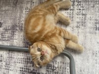 Scottish Fold Yavrular