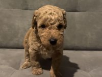A KALİTE TOY POODLE