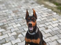 2 yaşında dişi ve erkek doberman