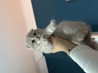 Özel seri scottish fold