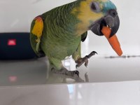 Ful evcil Amazon papaganı