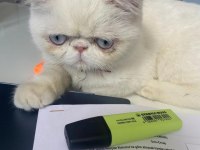 Ücretsiz 1 Yaşında Exotic Shorthair