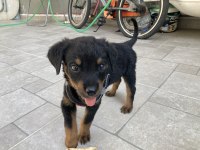 Yavru Erkek Rottweiler