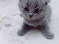Scottish fold yavru sahiplendirme