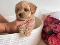Maltipoo Bebeklerimiz Kore Kan