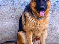 Safkan erkek alman çoban köpeği