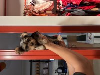 Yorkshire terrier