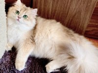 Şecereli British Longhair Blue Golden yetişkin dişi