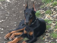 Aşılı ve estetikli yavru heykel doberman köpekler