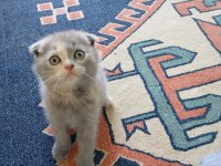 Scottish fold kedisi