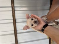 Lilac platinium krem renk dişi french bulldog