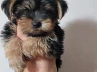 Tea cup yorkshire terrier