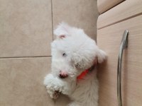 Sahibinden maltese terrier 3 aylık
