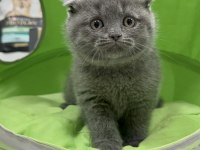 Scottish fold dişi yavrumuz
