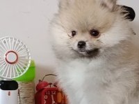 Pomeranian baby face