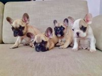 FRENCH BULLDOG YAVRULARI