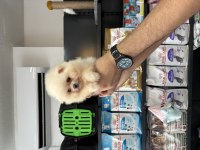 Pomeranian boo prensesimiz