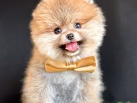 Safkan Pomeranian Boo Bebekler