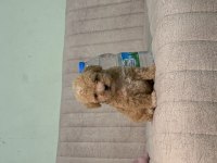 Orjinal Boy Teacup Maltese bebekler