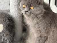 Ücretsiz british longhair kedisi