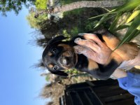 Harika Anatomi Doberman Yavruları
