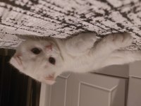 4 aylık erkek bebek scottish fold