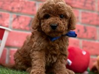 Sevimli Toy Poodle Yavrularımız