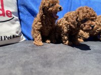 Çok özel boyve kg ram garanli aşılı karneli toy poodle