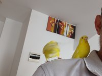 Ele Alışkın Sevmeye Veya Üretime Uygun Genç Kuşlarım