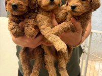 Maltipoo bebek köpekler