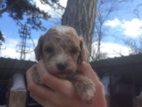Maltipoo bebekler