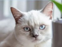 3 Aylık British Shorthair Blue Point Yavru