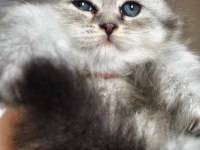 Scottish fold blue tabby longhair yavrularımız
