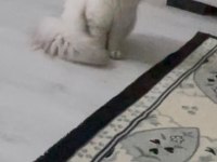 Blue Point Scottish Fold Yavrularımız
