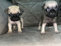 Pug köpeği
