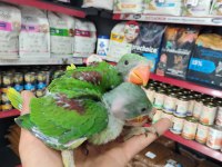 EL BESLEME ALEXANDER BEBEKLER
