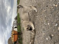 Mükemmel anatomi Kangal yavrular
