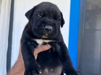 ÖZEL RENKLERE SAHİP CANE CORSO YAVRULAR