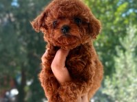 Kore Tea Cup Poodle Yavrular