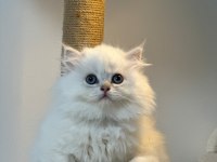 Üst kalite son erkek british longhair yavrum