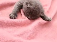 Safkan Scottish Fold Bebeklerimiz
